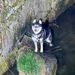 Tierrettung in der Nacht!